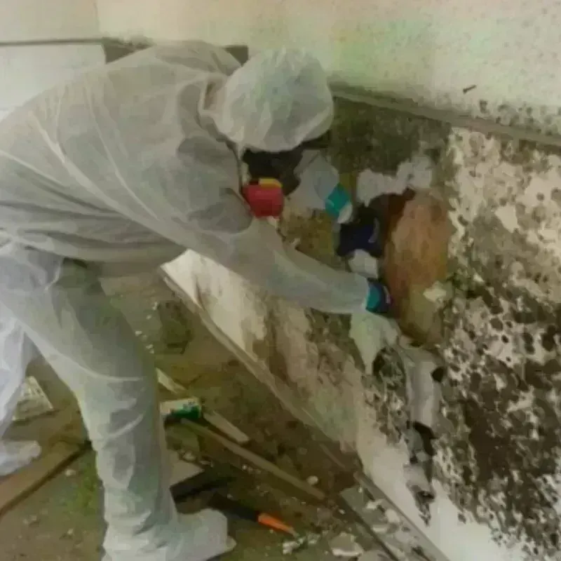 Mold Remediation and Removal in Roseville, MI